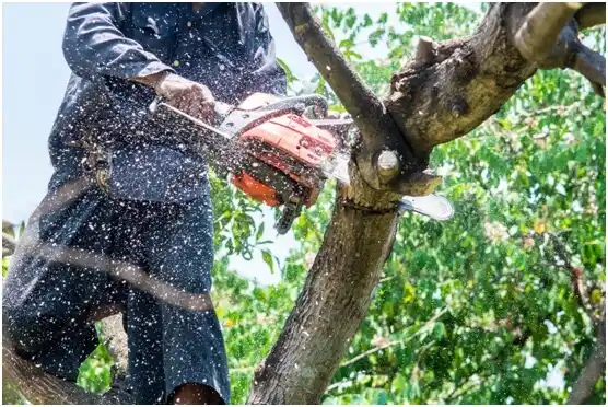 tree services Anadarko